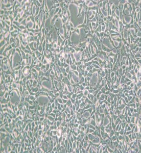 AAV-293人胚腎細(xì)胞主圖