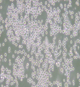 35.1雜交瘤細(xì)胞抗CD2主圖