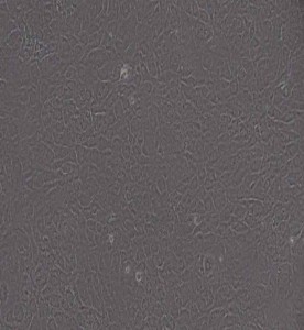 MC3T3-E1 Subclone 24小鼠胚胎成骨細(xì)胞前體細(xì)胞主圖