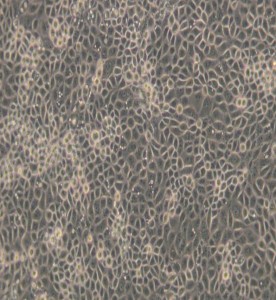 ST豬睪丸細(xì)胞主圖