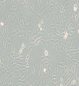 MA-104非洲綠猴胚胎腎細胞主圖