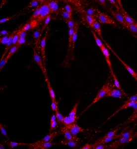 大鼠肺大動脈內(nèi)皮細(xì)胞主圖