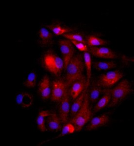 大鼠子宮內(nèi)膜上皮細(xì)胞主圖