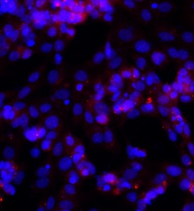 大鼠卵巢顆粒細(xì)胞主圖