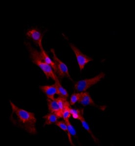 大鼠前列腺上皮細(xì)胞主圖