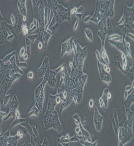 SW620人結(jié)腸癌細胞(DMEM)主圖