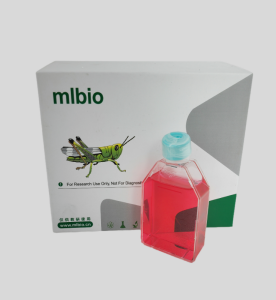 PUMC-HUVEC-T1 SV40T轉(zhuǎn)化人臍靜脈內(nèi)皮細(xì)胞主圖