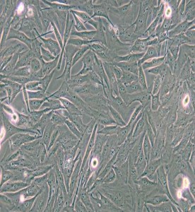 A2058人皮膚癌細胞主圖