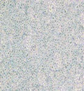 H9人T淋巴細(xì)胞系主圖