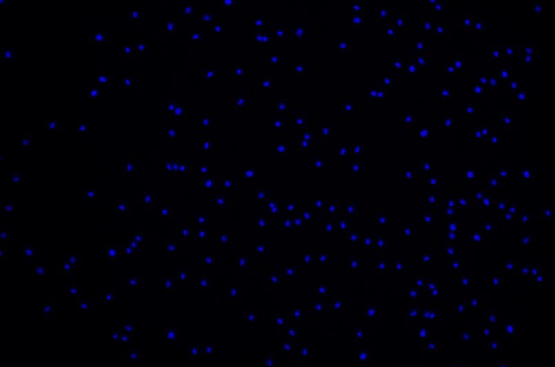 小鼠脂肪干細(xì)胞主圖