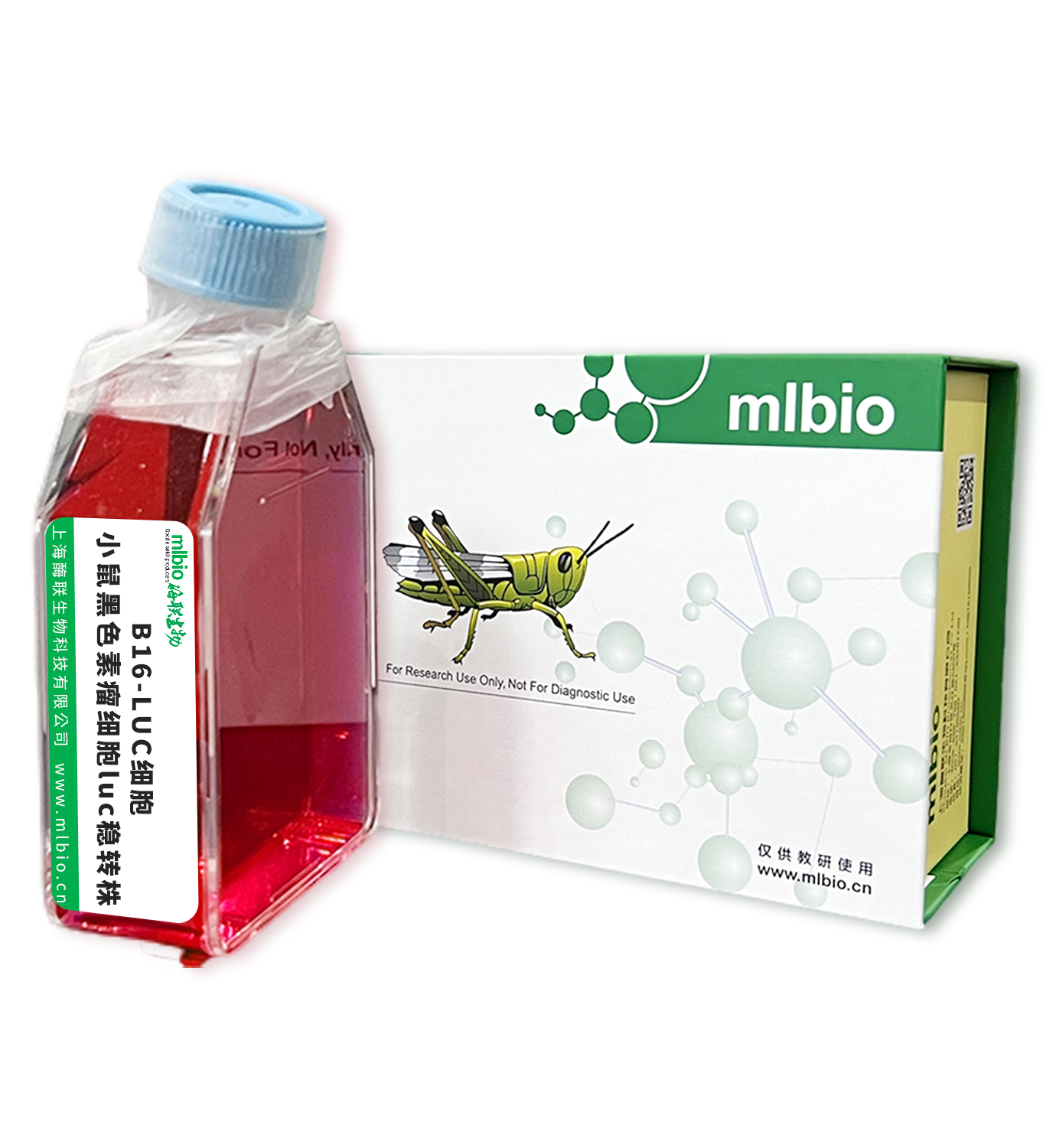 B16-LUC細胞 ; 小鼠黑色素瘤細胞luc穩(wěn)轉(zhuǎn)株主圖