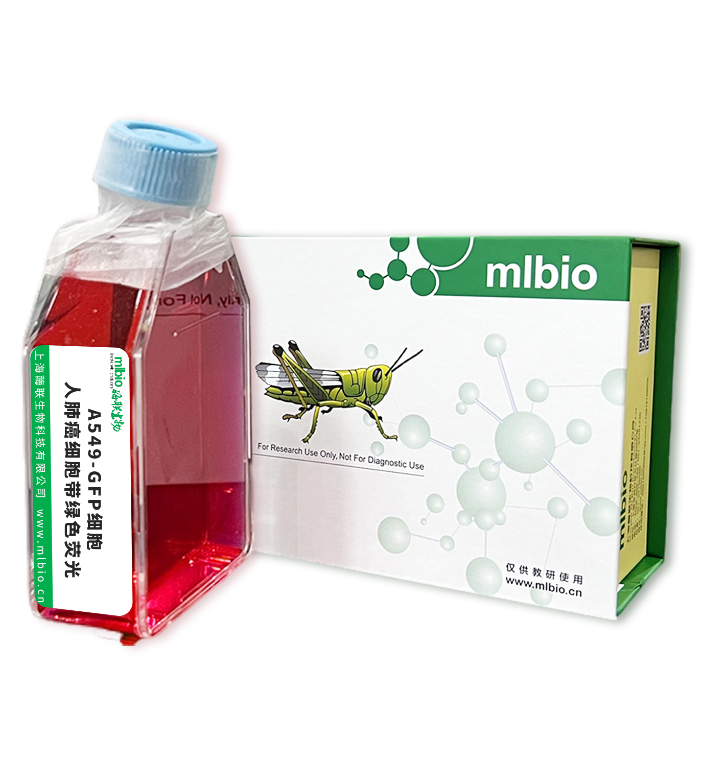 A549-GFP細胞 ; 人肺癌細胞帶綠色熒光主圖