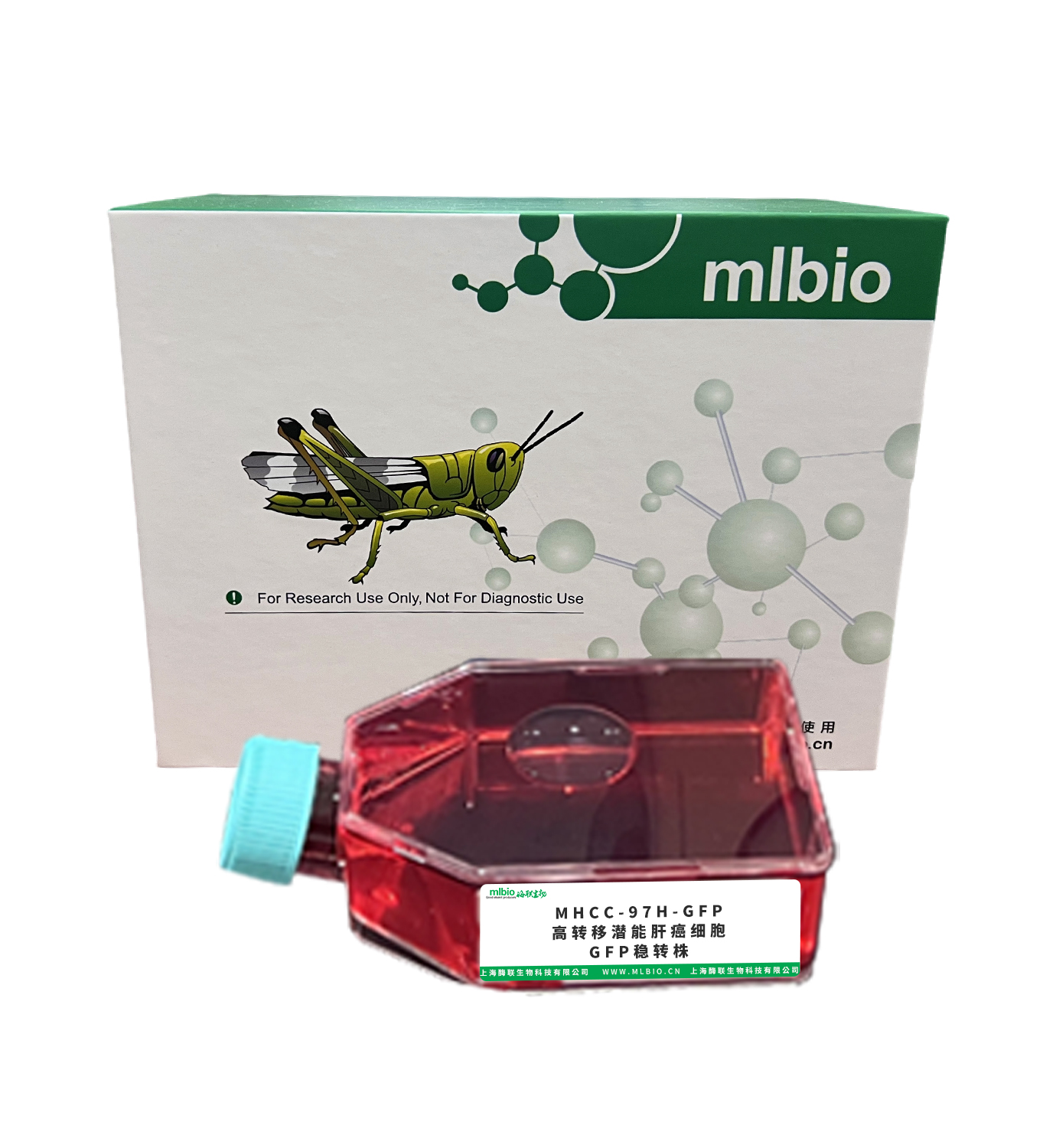 MHCC-97H-GFP 高轉(zhuǎn)移潛能肝癌細胞GFP穩(wěn)轉(zhuǎn)株主圖