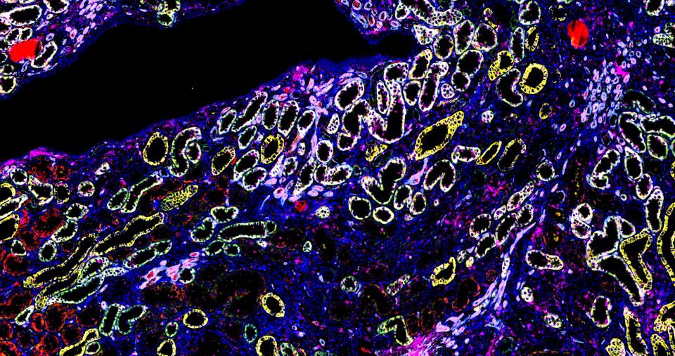 切片全景掃描（熒光五標(biāo)六色）主圖