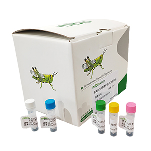 人CYP3A41G基因25343GT點(diǎn)突變探針?lè)╭PCR檢測(cè)試劑盒主圖