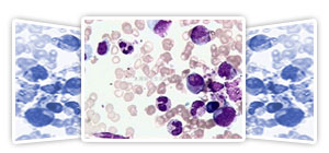 各種組織學(xué)試劑，包括固定液和染色液